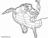 Turtle Sea Coloring Drawing Loggerhead Pages Baby Leatherback Getdrawings Printable Turtles Paintingvalley Drawings Getcolorings Collection sketch template