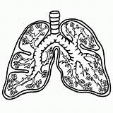 Lungs Respiratory Clipartmag sketch template