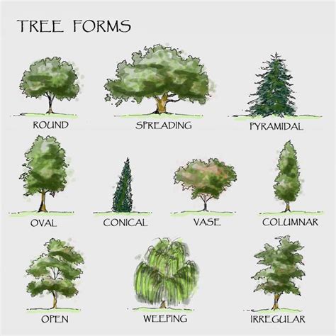 gallery   types  trees   names