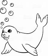 Seal Kleurplaat Zeehonden Zeehond Harp Kleurplaten Seals Swims Albanysinsanity Coloringbay Omnilabo Downloaden sketch template