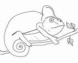 Coloring Chameleon Pages Printable sketch template