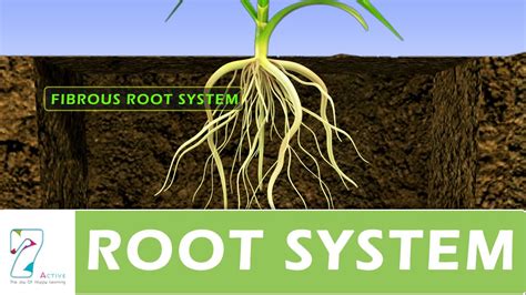 main types  root systems wehelpcheapessaydownload