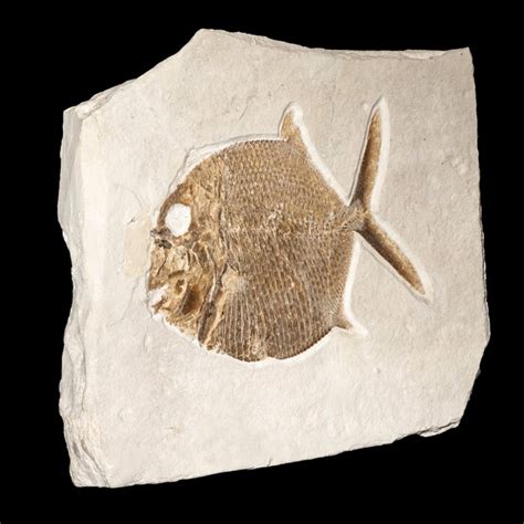 fish  called sunfish fossilised animal gyrodus catawiki