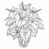 Tropical Fiore Vettore Profilo Pianta Mazzo Anturium Anthurium Houseplants 30seconds Anturio Foglie Tropicale Isolati Vector Isolated Isolata Foglia Cocaina Frutta sketch template