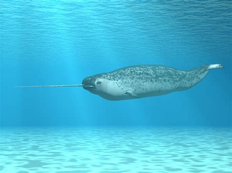 knew  narwhals omgfacts