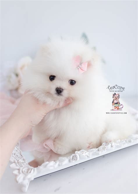 south florida chihuahuas teacups puppies and boutique