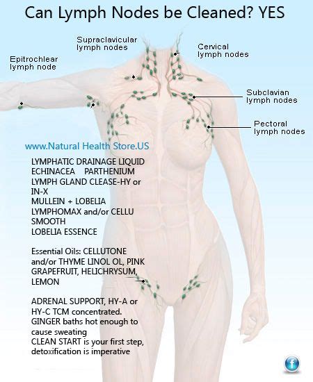784 Best Lymphatic System Images In 2019 Lymphatic System Lymphatic