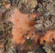 Afbeeldingsresultaten voor "crella Rosea". Grootte: 192 x 185. Bron: www.inaturalist.org