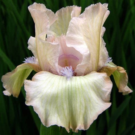 surprise sutton iris