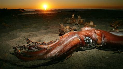 newly sequenced giant squid genome raises   questions   answers