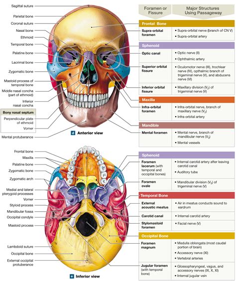 skulls  cranial bones protect  brain    facial bones form  mouth nose