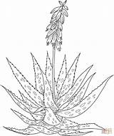 Aloe Vera Coloring Pages Printable Flower Drawing Plant Supercoloring Color Gif Line Cactus Kids Aloes Click Tablets Version sketch template