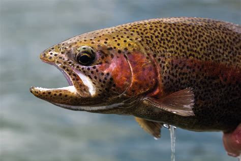recommendation  rainbow trout  upheld govuk