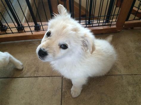 pyrenees mix pup thoughts    breeds