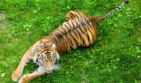 chinese public largely  favor  tiger trade ban asian scientist