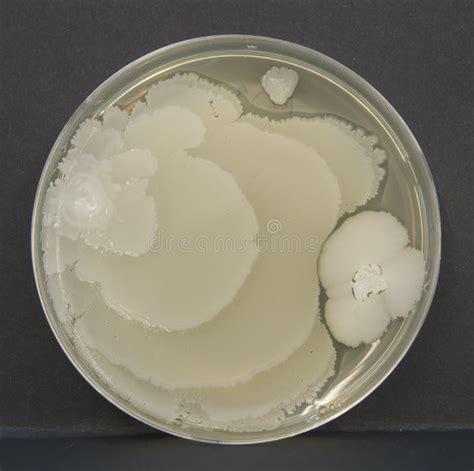bacillus bacteria   petri plate royalty  stock photography image