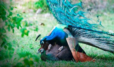 brahmachari peacock remark how peacocks have sex is most searched