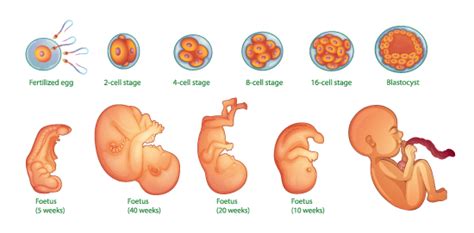 desarrollo embrionario proceso de desarrollo del feto barcelona geeks