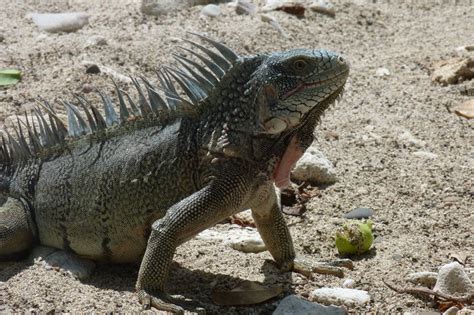 leguaan op strand curacao iguana lizard curacao