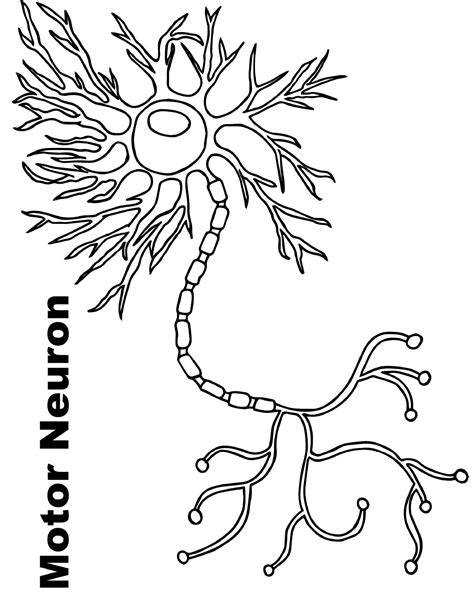 brain neuron coloring page brain neurons coloring pages neurons
