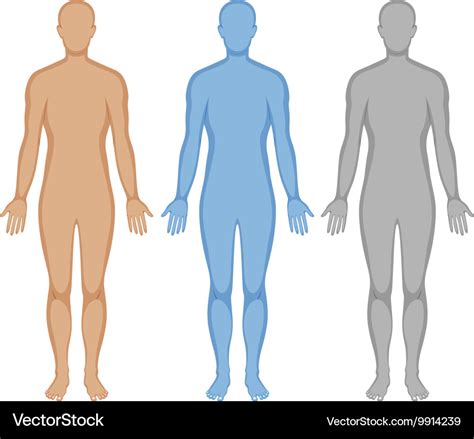 human body outline   colors royalty  vector image