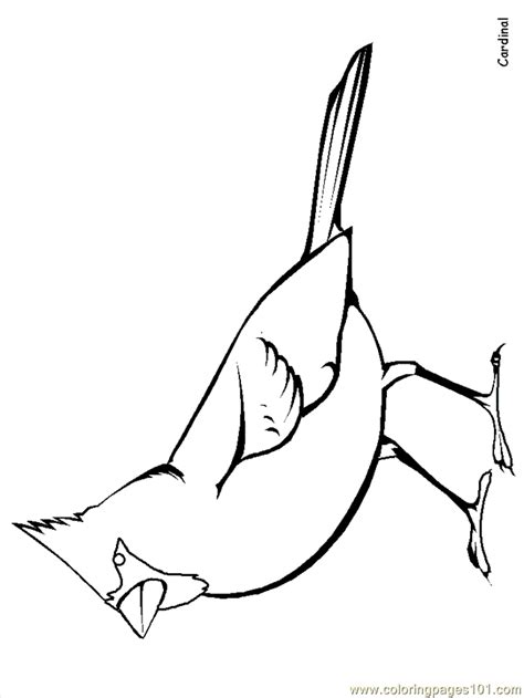 coloring pages cardinal animals birds  printable
