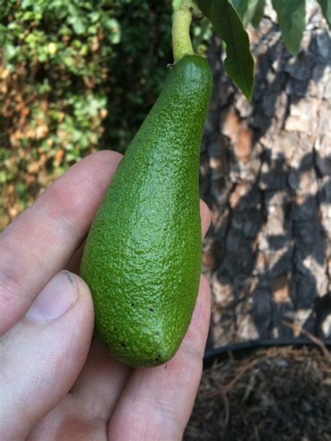 Husbandry And Harvest — Biodiverseed Cold Hardy Avocados Pictured