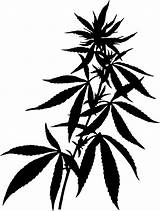 Cannabis Weed Plant Vector Clipart Marijuana Drawing Silhouette Transparent Hemp Leaf Plants Draw Pot Leaves Line Background Public Openclipart Hash sketch template