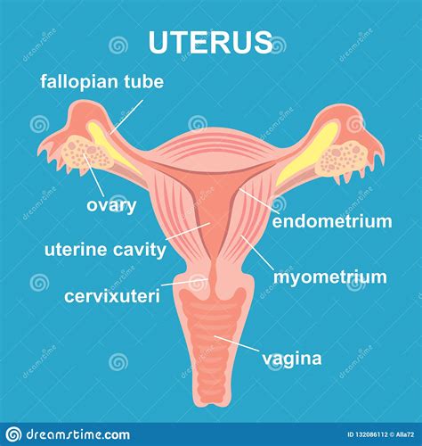 Uterus And Ovaries Organs Of Female Reproductive System Stock Vector