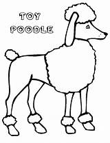 Poodle Coloring Pages Printable Toy Clipart Poodles Cartoon Template Tall Drawing Colouring Line Draw Drawn Size Getcolorings Library Print Collection sketch template