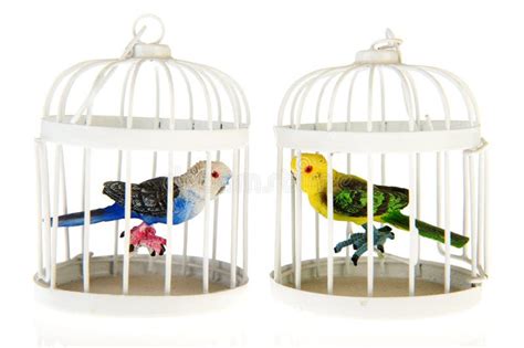 miniature parrots  cages stock image image  miniature