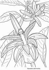 Coloring Pages Doverpublications Dover Publications Adult Exotic Creative Floral Tropical sketch template