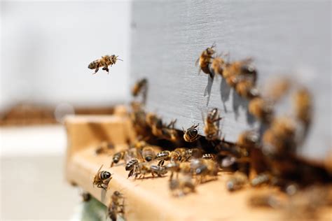 een nieuw thuis voor de bijen  gemeente almelo samen voor elkaar overijssel