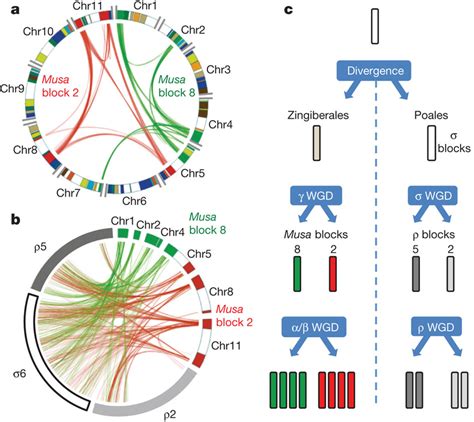 genome duplication   paralogous relationships