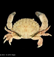 Afbeeldingsresultaten voor "leptodius Nudipes". Grootte: 175 x 185. Bron: www.crustaceology.com