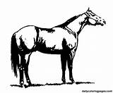 Standing Lizensfrei Asking Equine Qh2 Subs sketch template