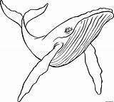 Baleine Humpback Bosse Line Ballena Jorobada Imprimer Buckelwal Coloriages Animaux Dessins Wale Gratuitement Painting Tonnes Gratuits Favoris Vos Fois Imprimé sketch template