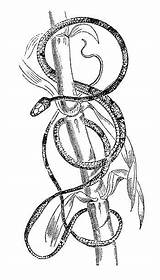 Snake Tree Coloring Brown 612px 08kb sketch template