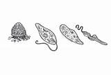 Paramecium Protozoa Protozoos Ilustración sketch template