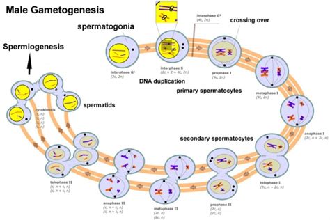Talk Bgda Practical 3 Gametogenesis Embryology