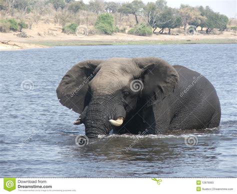 Elephant In Chobe River Stock Image Image Of African