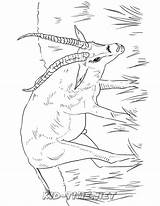 Gazelle sketch template