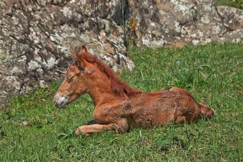 recurrent airway obstruction heaves  horses symptoms  diagnosis treatment