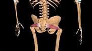 Afbeeldingsresultaten voor Musculus Piriformis. Grootte: 182 x 102. Bron: ptwhealth.com