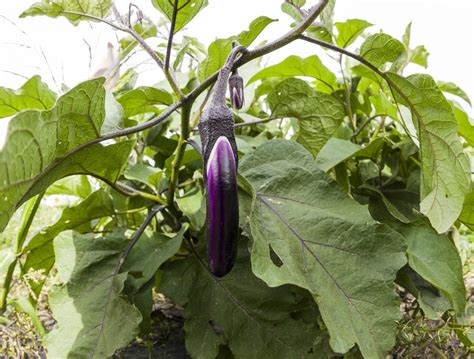 big  japanese eggplant    facts
