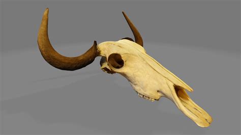 model wildebeest skull vr ar  poly cgtrader