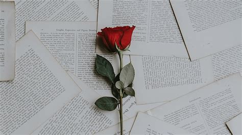 xpx   hd wallpaper red rose book pages flower