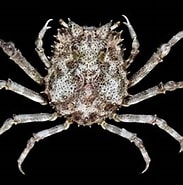 Image result for "philyra Acutidens". Size: 183 x 184. Source: www.crabdatabase.info