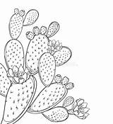 Prickly Fico Opuntia Fichi Nopal Fruit Zwarte Overzichts Indische Doornige Stam Bloem Profilo Coperto Frutta Vettore Spine Gambo Mazzo Angolo sketch template