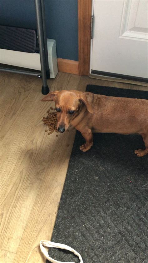 Does Anyone Else’s Dachsy Have Weird Eating Habits Since